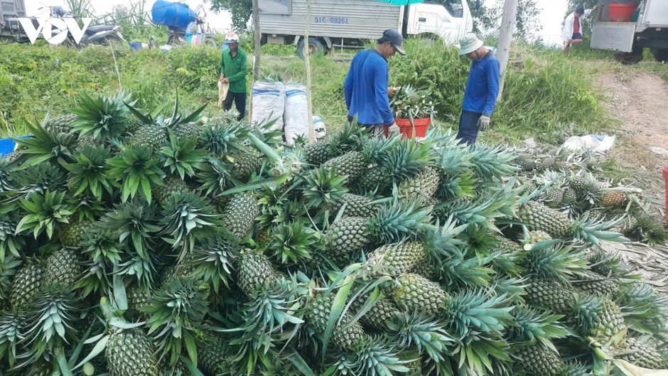 Giá dứa tại Đồng Tháp tăng gần gấp đôi, nông dân phấn khởi Giá dứa tại Đồng Tháp tăng gần gấp đôi, nông dân phấn khởi
