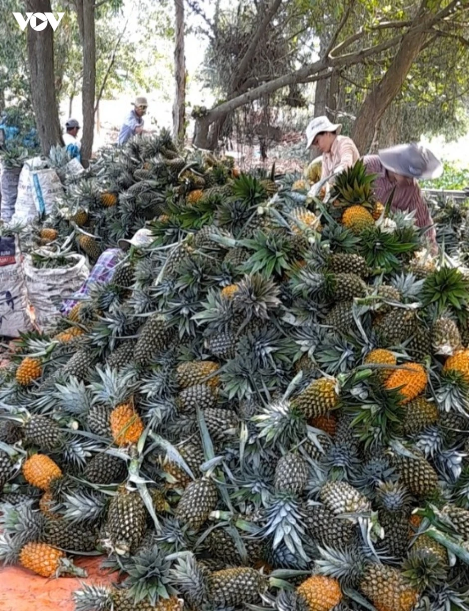 Giá dứa tại Đồng Tháp tăng gần gấp đôi, nông dân phấn khởi Giá dứa tại Đồng Tháp tăng gần gấp đôi, nông dân phấn khởi