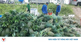 Giá dứa tại Đồng Tháp tăng gần gấp đôi, nông dân phấn khởi