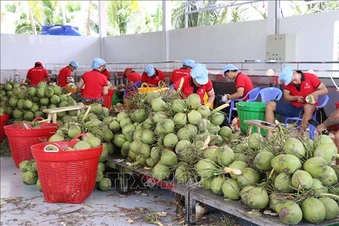 Giá dừa tươi vào mùa nắng nóng tăng gấp 3 lần