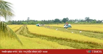 Giá gạo dự báo tiếp tục tăng