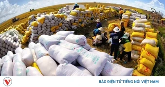 Giá gạo trong nước và xuất khẩu đang trên đà phục hồi
