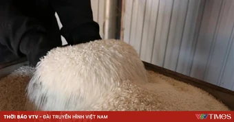 Giá gạo xuất khẩu Ấn Độ lên cao nhất gần 10 tháng