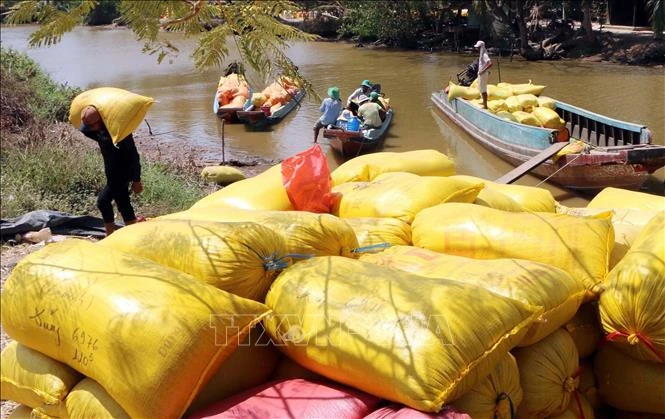 Giá gạo xuất khẩu tăng, thị trường lo ngại tác động của El Niño Giá gạo xuất khẩu tăng, thị trường lo ngại tác động của El Niño