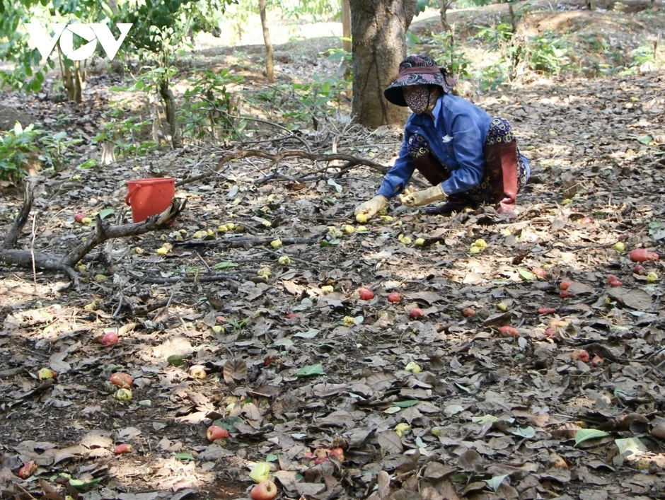 Giá hạt điều tăng nhưng nông dân Gia Lai chưa hưởng lợi vì mất mùa Giá hạt điều tăng nhưng nông dân Gia Lai chưa hưởng lợi vì mất mùa