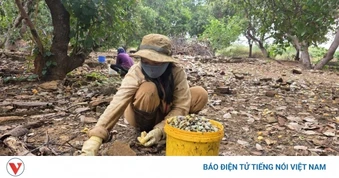 Giá hạt điều tăng nhưng nông dân Gia Lai chưa hưởng lợi vì mất mùa