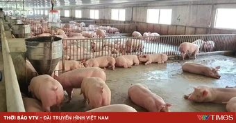 Giá lợn hơi tiếp tục giảm