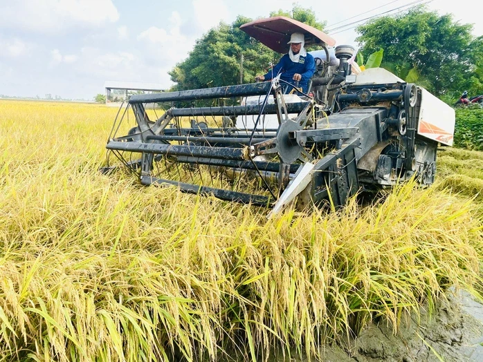 Giá lúa gạo giảm, không để xảy ra cảnh thương lái ép giá nông dân Giá lúa gạo giảm, không để xảy ra cảnh thương lái ép giá nông dân