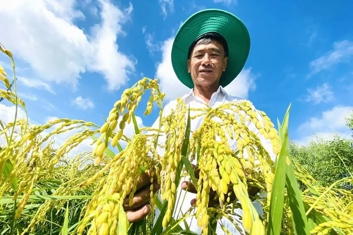 Giá lúa gạo hôm nay 18/7: Lúa tươi tăng tới 500 đồng/kg, gạo ổn định Giá lúa gạo hôm nay 18/7: Lúa tươi tăng tới 500 đồng/kg, gạo ổn định