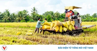 Giá lúa tăng, nông dân Vĩnh Long thu hoạch lúa Hè thu có lợi nhuận cao