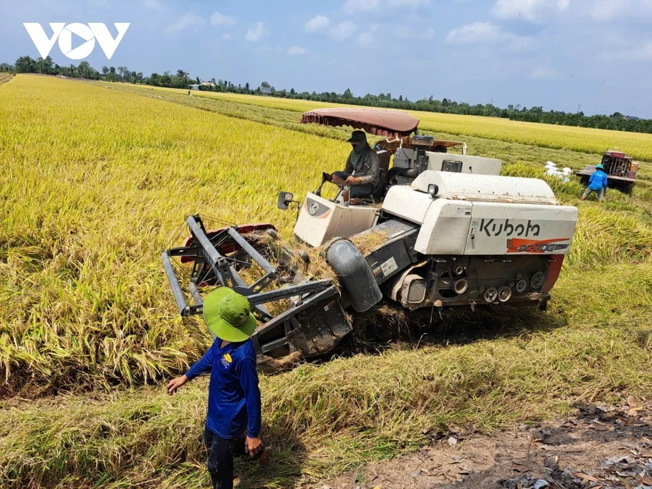 Giá lúa tiếp tục giảm, giá phân bón ở mức cao khiến nông dân Đồng Tháp lo lắng Giá lúa tiếp tục giảm, giá phân bón ở mức cao khiến nông dân Đồng Tháp lo lắng