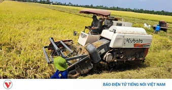 Giá lúa tiếp tục giảm, giá phân bón ở mức cao khiến nông dân Đồng Tháp lo lắng
