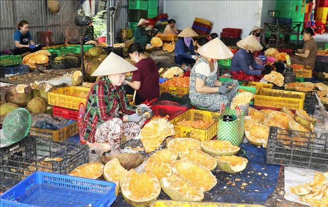 Giá mít lao dốc, nhiều nhà vườn thua lỗ