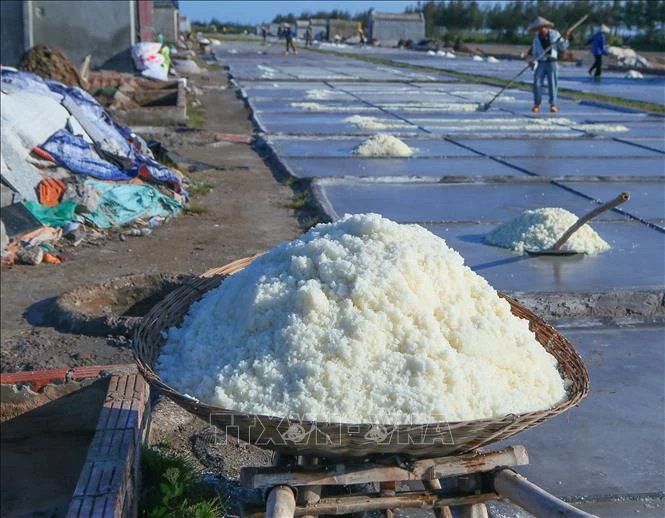 Giá muối đầu vụ tăng, diêm dân thêm động lực bám nghề Giá muối đầu vụ tăng, diêm dân thêm động lực bám nghề