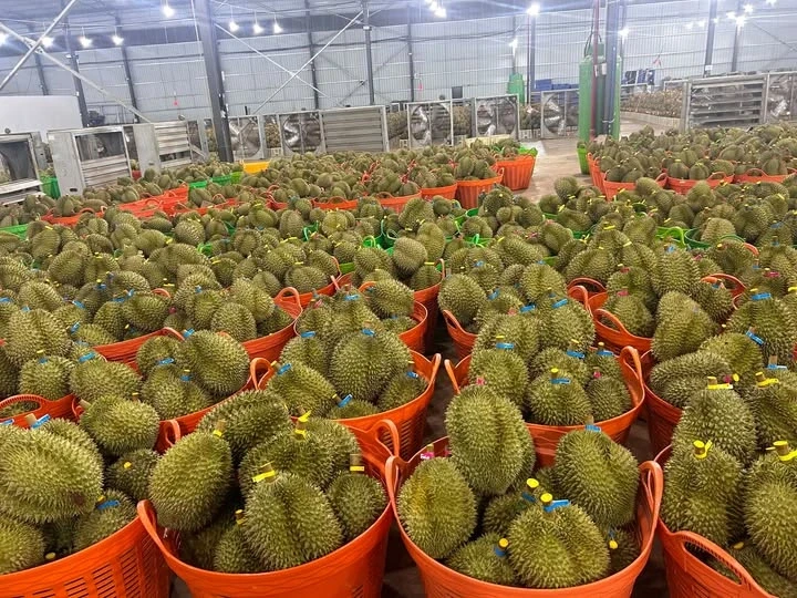 Giá nông sản hôm nay 25/9: Sầu riêng tăng giá mạnh Giá nông sản hôm nay 25/9: Sầu riêng tăng giá mạnh