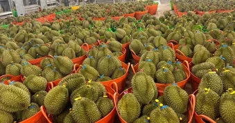 Giá nông sản hôm nay 25/9: Sầu riêng tăng giá mạnh
