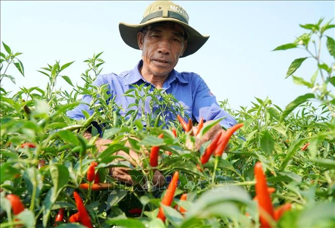 Giá ớt 'lao dốc' khiến nông dân Quảng Ngãi đối mặt thua lỗ Giá ớt 'lao dốc' khiến nông dân Quảng Ngãi đối mặt thua lỗ
