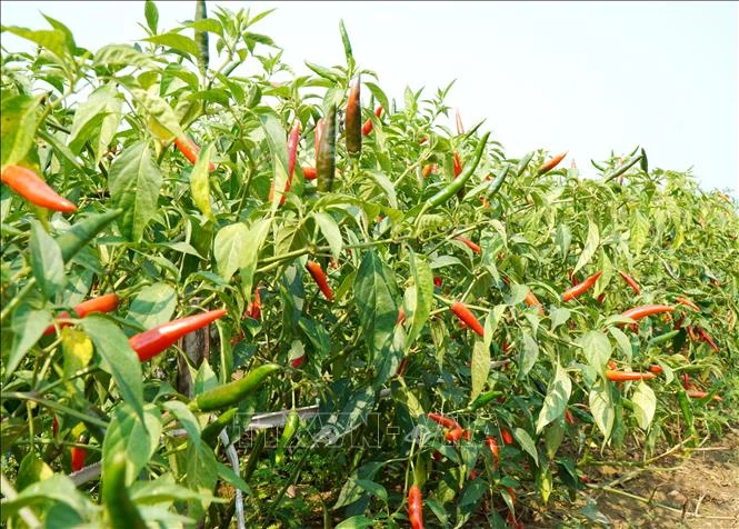Giá ớt 'lao dốc' khiến nông dân Quảng Ngãi đối mặt thua lỗ Giá ớt 'lao dốc' khiến nông dân Quảng Ngãi đối mặt thua lỗ
