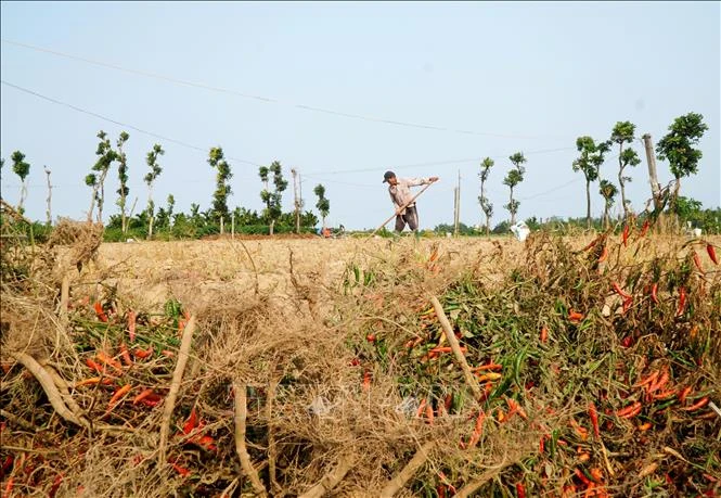 Giá ớt 'lao dốc' khiến nông dân Quảng Ngãi đối mặt thua lỗ Giá ớt 'lao dốc' khiến nông dân Quảng Ngãi đối mặt thua lỗ