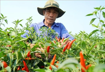 Giá ớt 'lao dốc' khiến nông dân Quảng Ngãi đối mặt thua lỗ