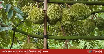 Giá sầu riêng giảm do tin đồn thất thiệt