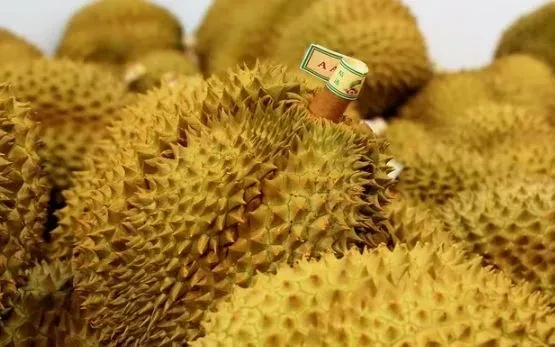 Giá sầu riêng Malaysia giảm mạnh do dư cung Giá sầu riêng Malaysia giảm mạnh do dư cung