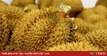 Giá sầu riêng Malaysia giảm mạnh do dư cung
