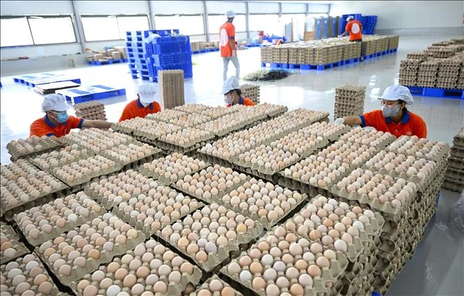 Giá trứng giảm sâu, người chăn nuôi thua lỗ Giá trứng giảm sâu, người chăn nuôi thua lỗ