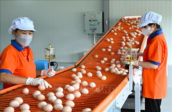 Giá trứng giảm sâu, người chăn nuôi thua lỗ Giá trứng giảm sâu, người chăn nuôi thua lỗ
