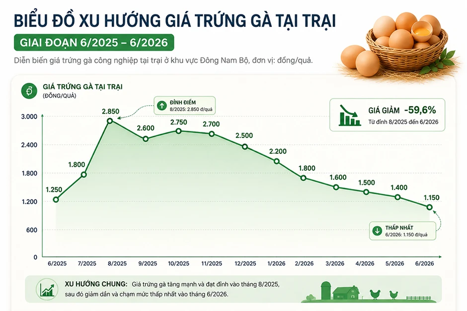 Giá trứng xuống đáy, người chăn nuôi điêu đứng Giá trứng xuống đáy, người chăn nuôi điêu đứng