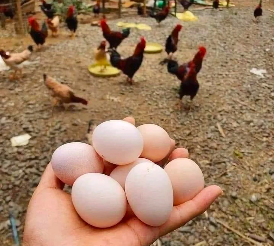 Giá trứng xuống đáy, người chăn nuôi điêu đứng Giá trứng xuống đáy, người chăn nuôi điêu đứng
