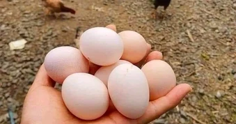 Giá trứng xuống đáy, người chăn nuôi điêu đứng