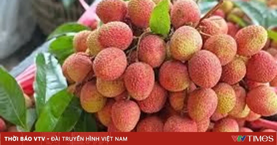 Giá vải thiều tăng gấp 3 - 4 lần Giá vải thiều tăng gấp 3 - 4 lần