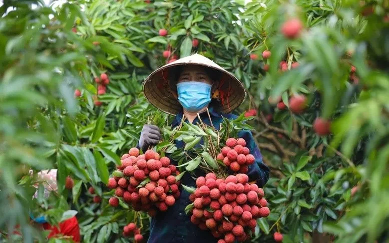 Giá vải thiều tăng gấp ba ngay đầu vụ Giá vải thiều tăng gấp ba ngay đầu vụ