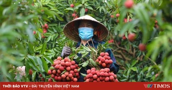 Giá vải thiều tăng gấp ba ngay đầu vụ