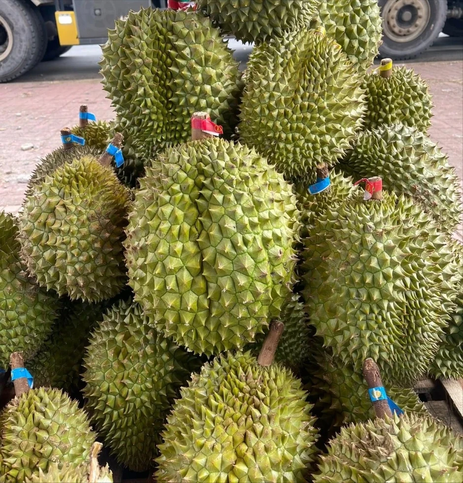 Giải bài toán chất lượng, tìm đường cho sầu riêng phát triển bền vững Giải bài toán chất lượng, tìm đường cho sầu riêng phát triển bền vững