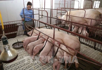 Giải pháp vi sinh mở hướng đi mới cho chăn nuôi xanh tại Việt Nam