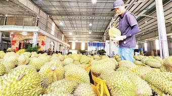 Giải quyết tận gốc điểm nghẽn của ngành sầu riêng