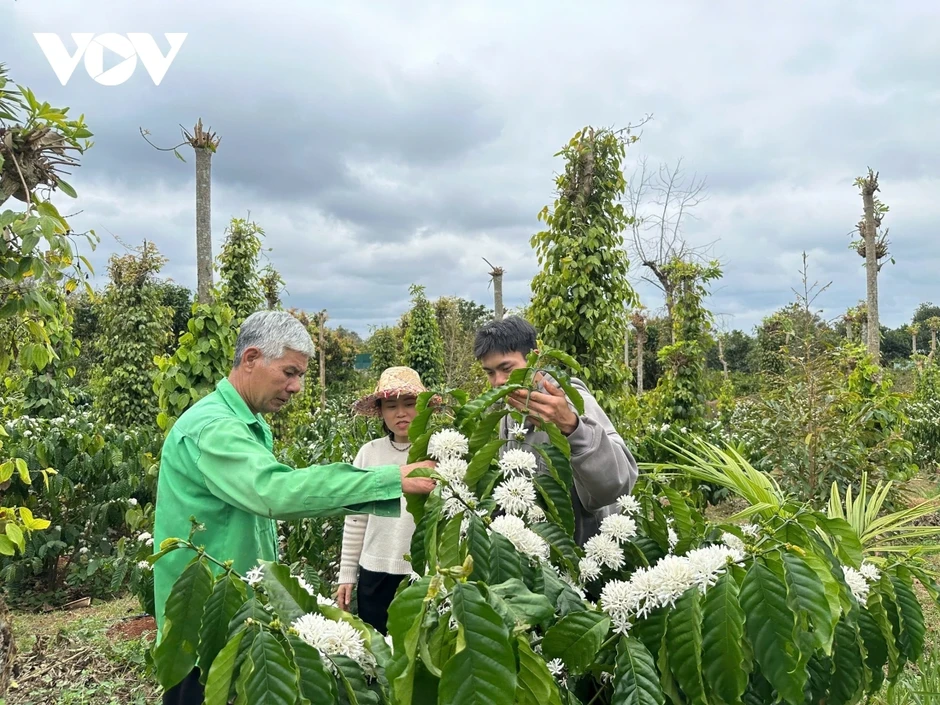 Giao dịch hàng hóa phái sinh giúp nông dân không phải “đánh đu” theo thị trường