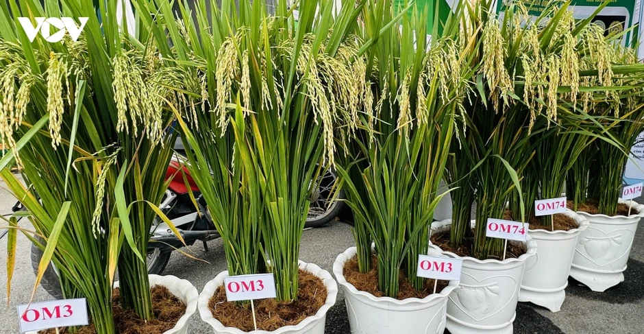 Giống lúa chất lượng cao - Nền tảng nâng tầm gạo Việt Giống lúa chất lượng cao - Nền tảng nâng tầm gạo Việt