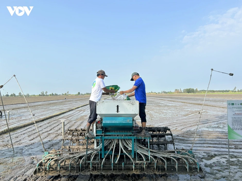 Giống lúa chất lượng cao - Nền tảng nâng tầm gạo Việt Giống lúa chất lượng cao - Nền tảng nâng tầm gạo Việt