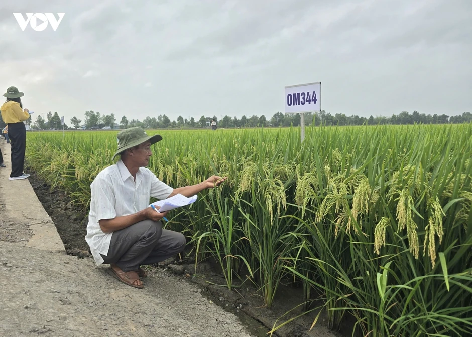 Giống lúa chất lượng cao - Nền tảng nâng tầm gạo Việt Giống lúa chất lượng cao - Nền tảng nâng tầm gạo Việt