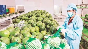 Giữ lợi thế tại thị trường nông sản trọng điểm