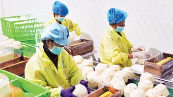 Giữ nhịp tăng trưởng xuất khẩu rau quả