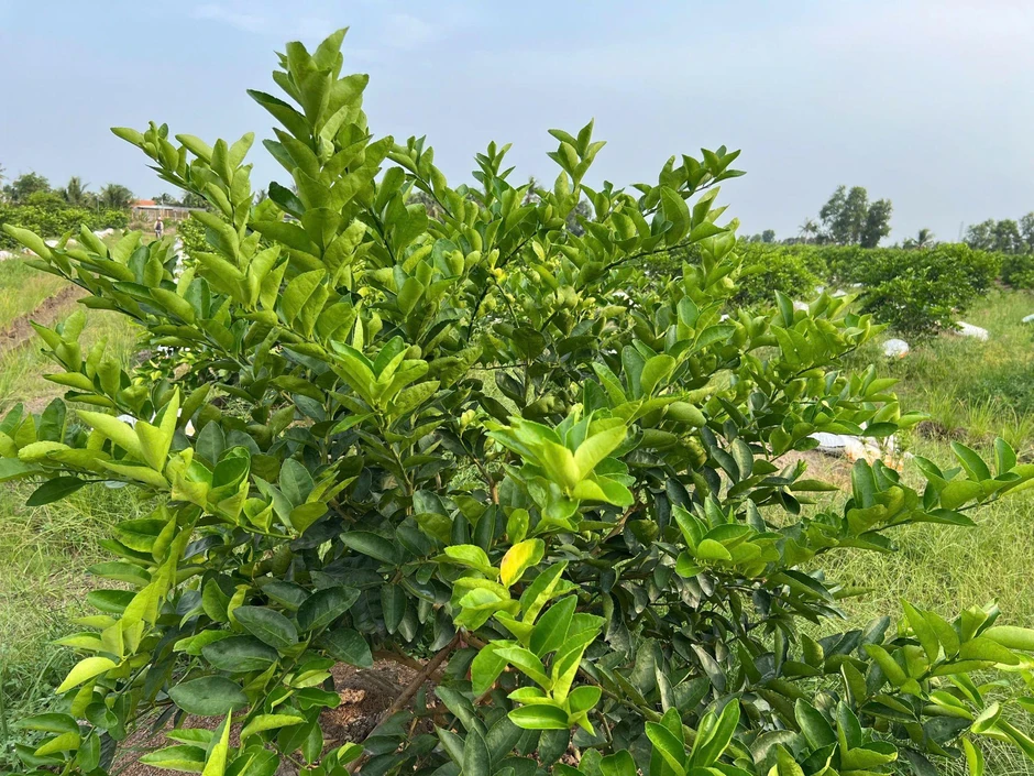 Giữ sức sống cho nông nghiệp miền Tây giữa nhiều biến động Giữ sức sống cho nông nghiệp miền Tây giữa nhiều biến động