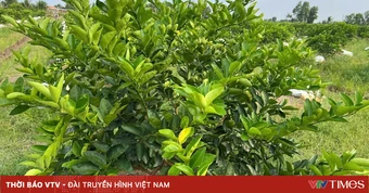 Giữ sức sống cho nông nghiệp miền Tây giữa nhiều biến động