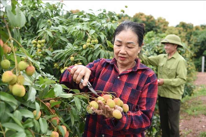 Giữ thương hiệu vải thiều bằng chất lượng và xuất khẩu chuyên nghiệp