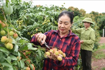 Giữ thương hiệu vải thiều bằng chất lượng và xuất khẩu chuyên nghiệp