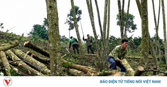 Gỗ rừng trồng ở Lào Cai “mắc kẹt” vì thiếu hồ sơ pháp lý