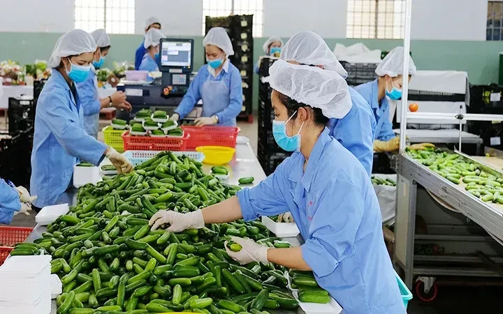 Hà Nội tháo gỡ khó khăn cho hoạt động xuất khẩu Hà Nội tháo gỡ khó khăn cho hoạt động xuất khẩu